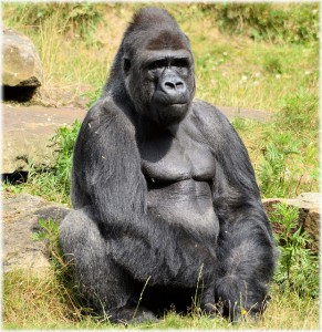 ruanda-gorilla