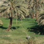 ägypten-nil-oase