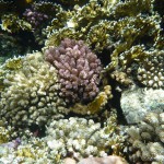 australien-greatbarrierreef-korallen