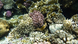 australien-greatbarrierreef-korallen