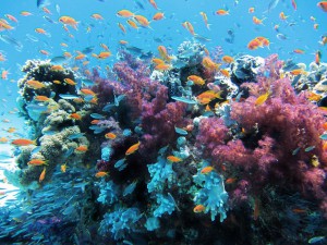 australien-greatbarrierreef-unterwasser
